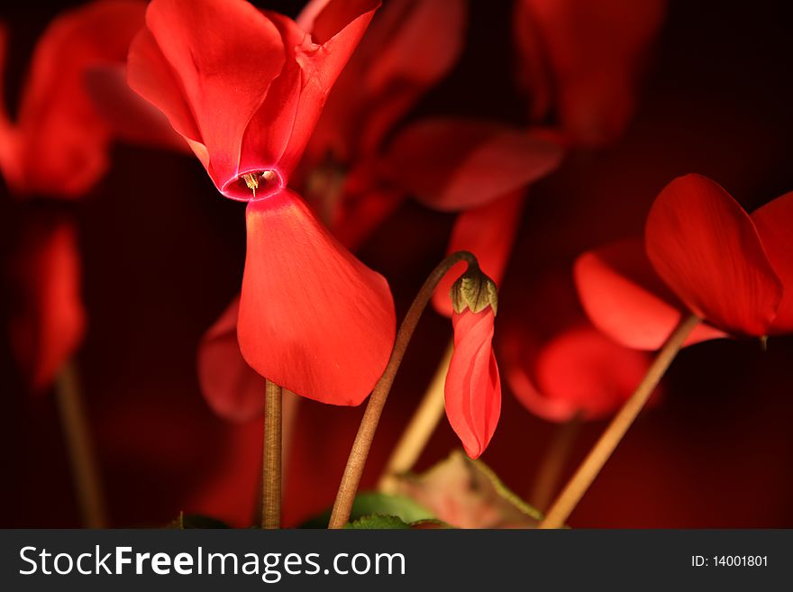 Red Cyclamen flowers close up