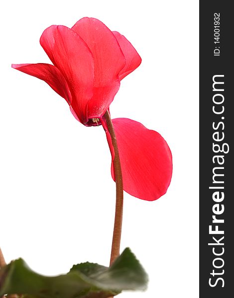 Red Cyclamen flower close up. Red Cyclamen flower close up