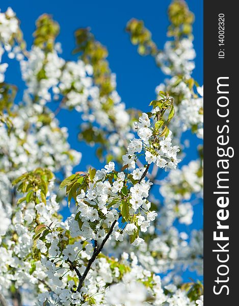 Blossoming cherry-trees with white flowers on blue sky in springtime. Blossoming cherry-trees with white flowers on blue sky in springtime