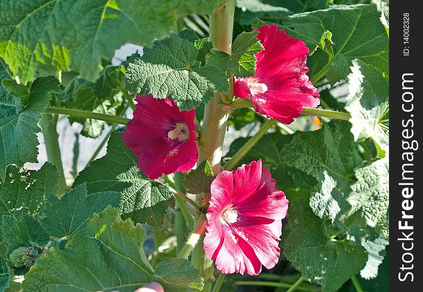 Pretty flowers on this hollyhock plant in early spring