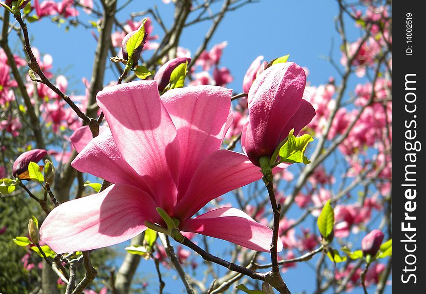 A blooming tulip tree backed up by the blue sky