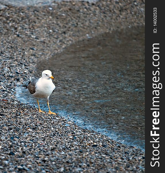 A seagull walking on the seashore