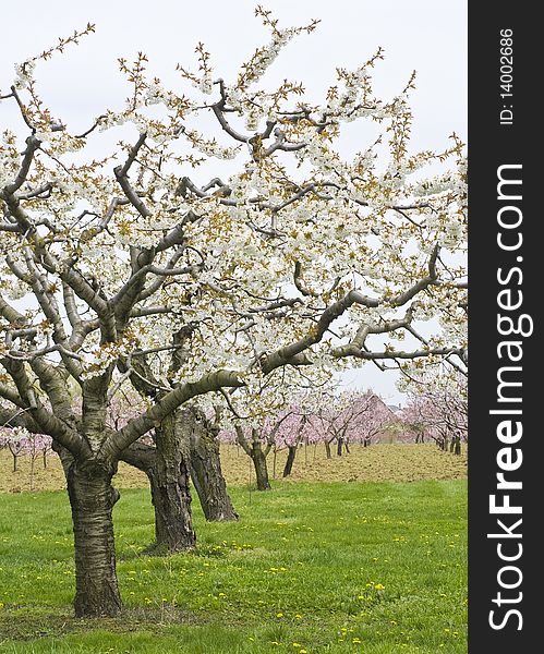Apple And Cherry Orchards In Spring