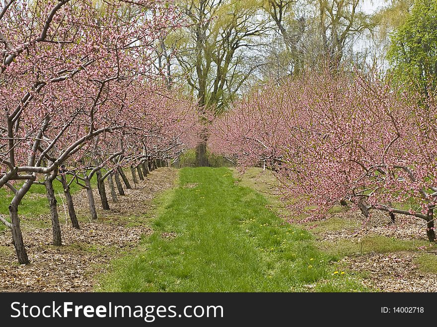 Cherry orchards in full bloom. Cherry orchards in full bloom.