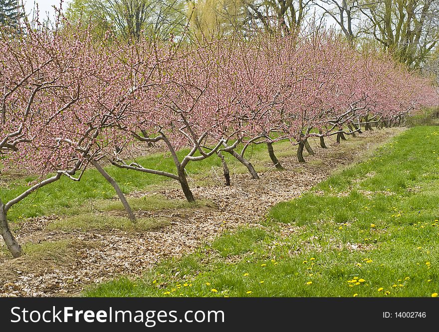 Cherry orchards in full bloom. Cherry orchards in full bloom.