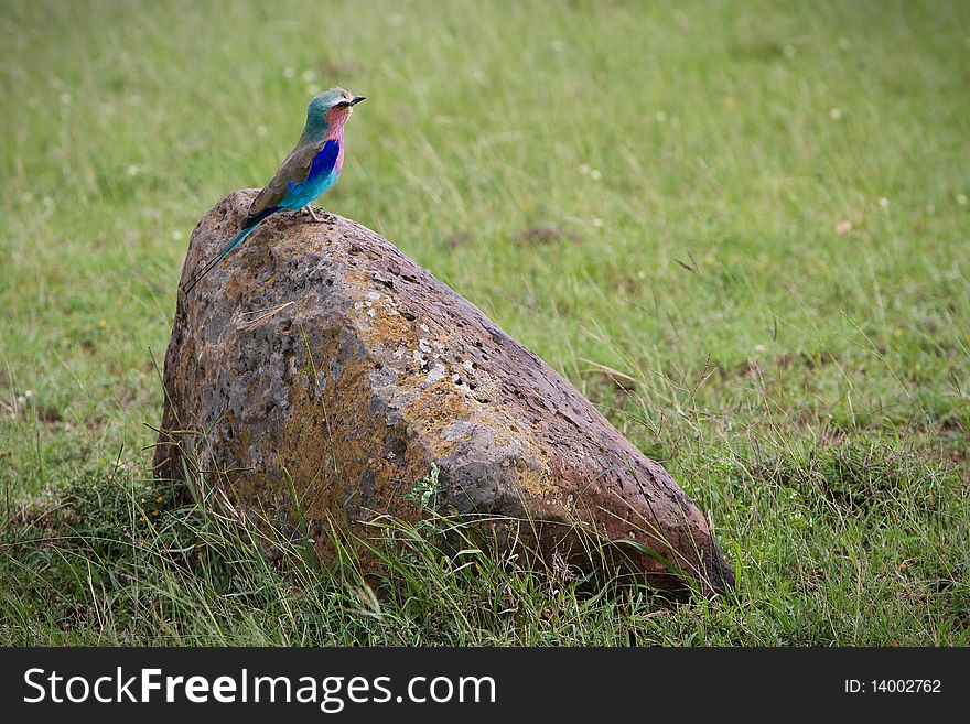 Lilac breasted roller perched on a stone (Coracias Caudata)