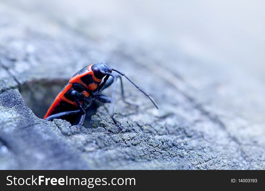 Macro image with a red bug