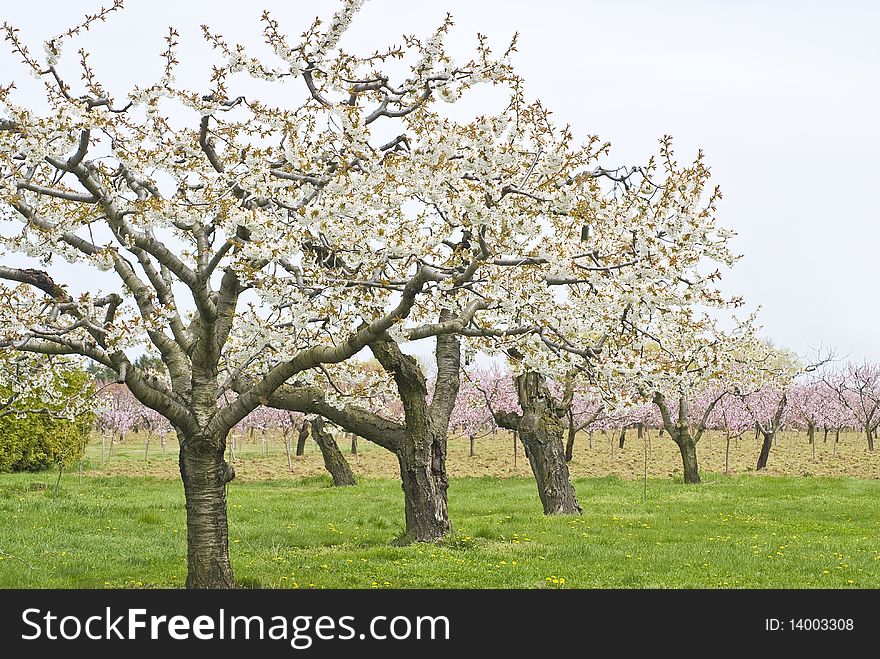 Apple And Cherry Orchards In Spring