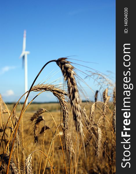Wheat and wind turbine in the background
