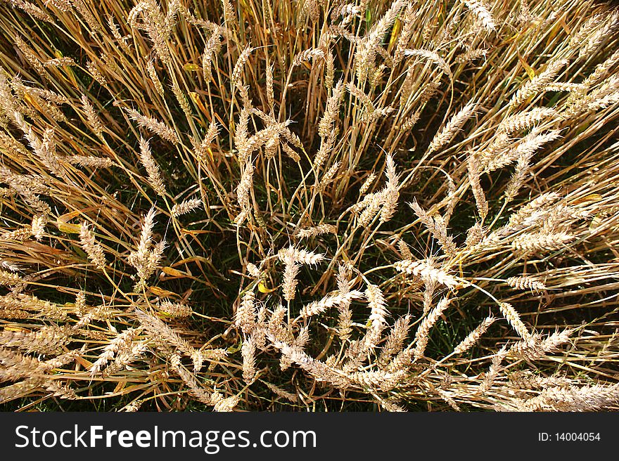 An image of wheat during ripening