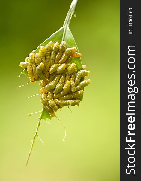 Macro shot of caterpillars eating a leaf