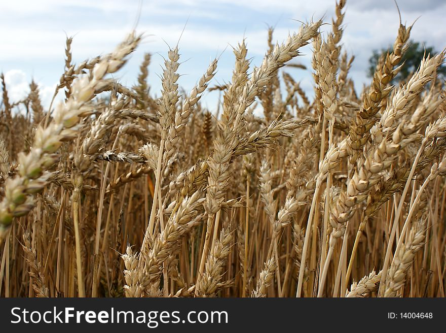 Wheat During Ripening