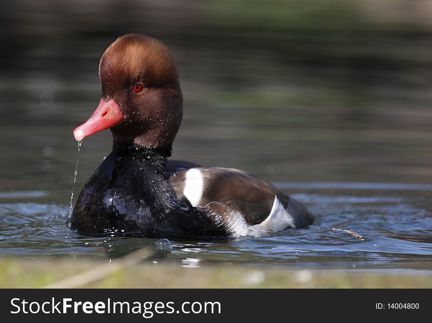 The Red-crested Pochard (Netta rufina) is a large diving duck.