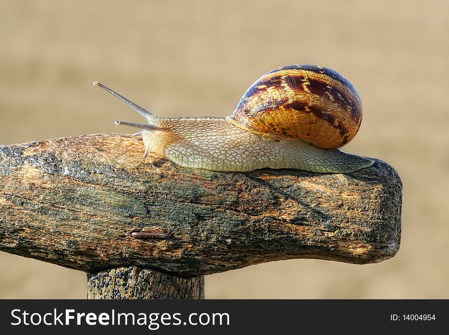 Garden snail on spade handle