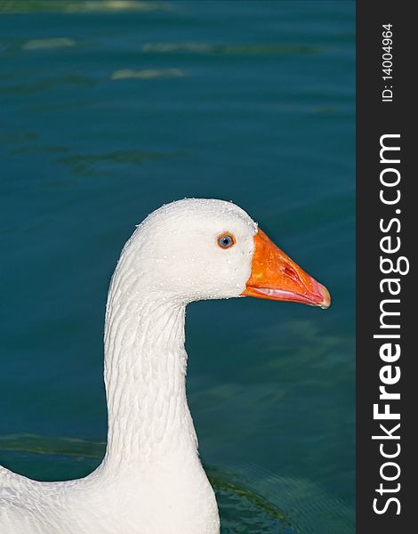 White Goose on blue lake water