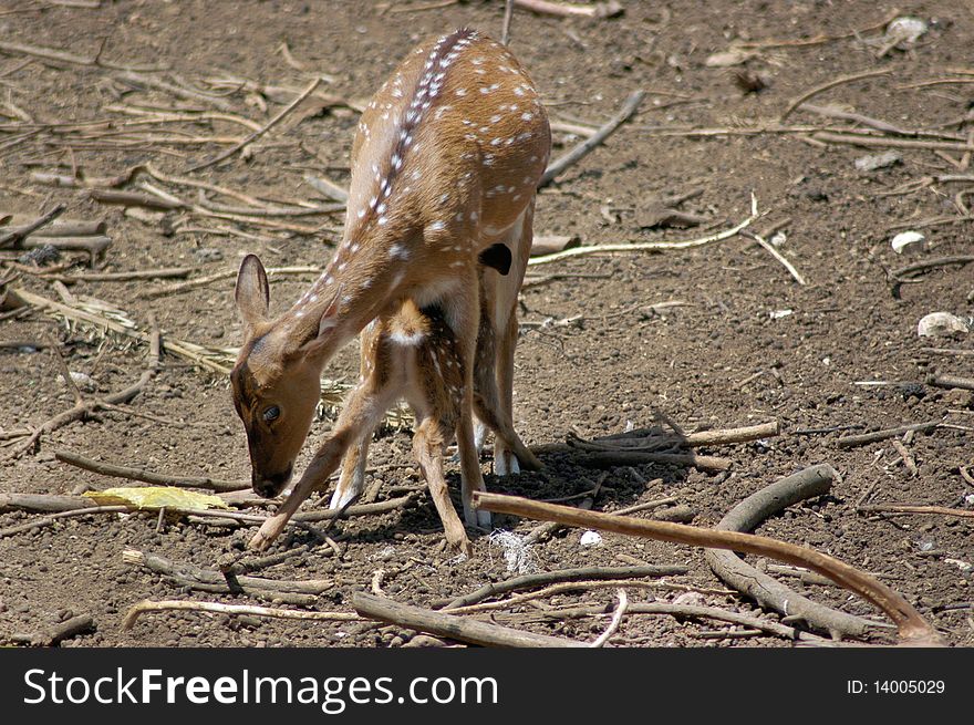 Deer feeding its fawn, spring time at the zoo