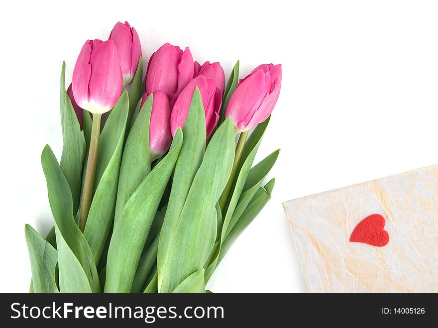 Close-up pink tulips with gift isolated on white