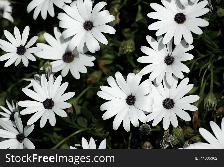 Field Of Daisies