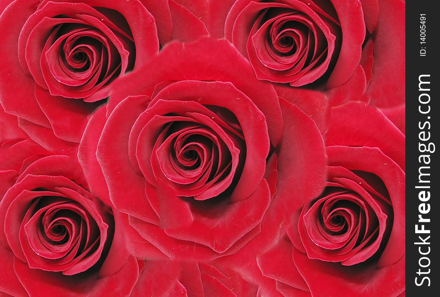 Red Roses Floral Background