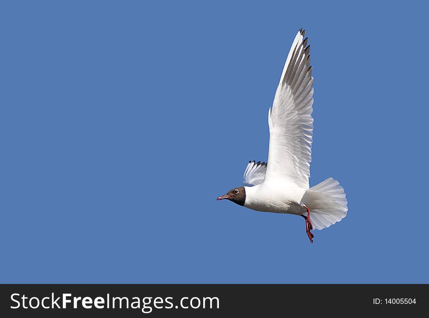 Seagull on a blue background