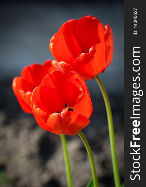 Detail of three red tulips