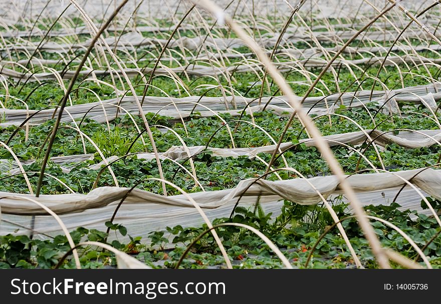 Picture of strawberry fields in spring, with plastic sheeting, at harvest time. Picture of strawberry fields in spring, with plastic sheeting, at harvest time