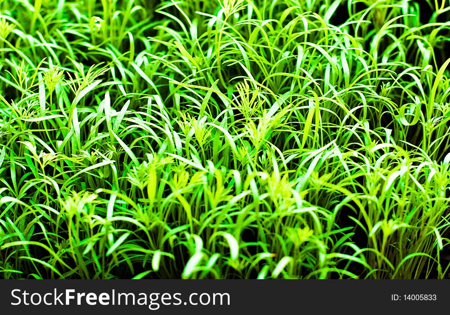 Texture of a green grass with shades. Texture of a green grass with shades