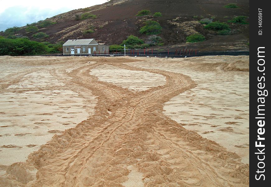 Turtle tracks in the sand