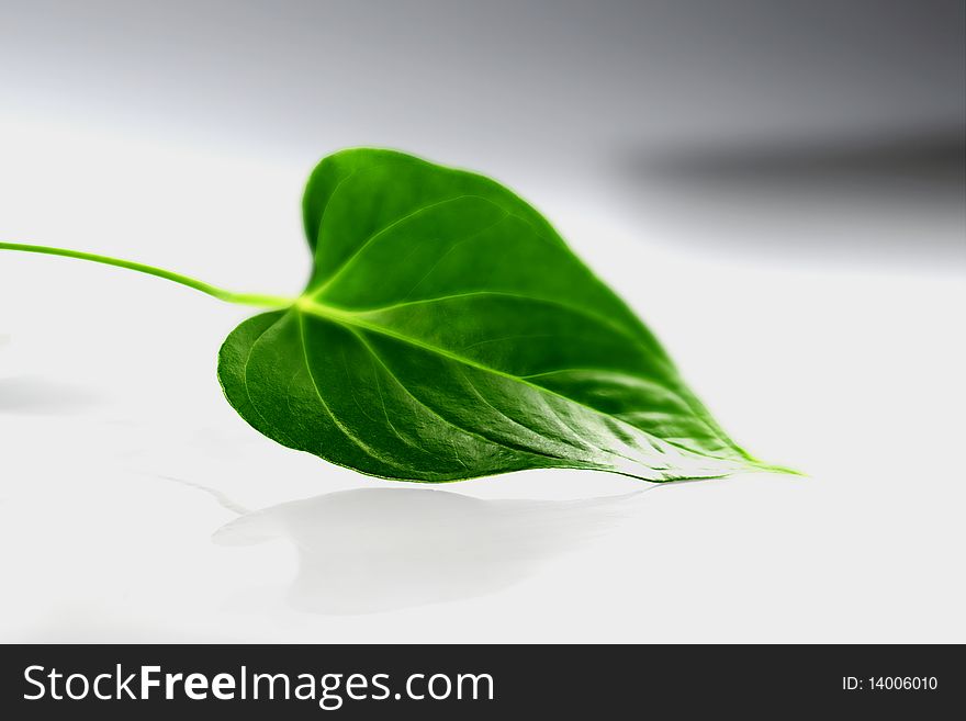 Fresh green leaf of spinach