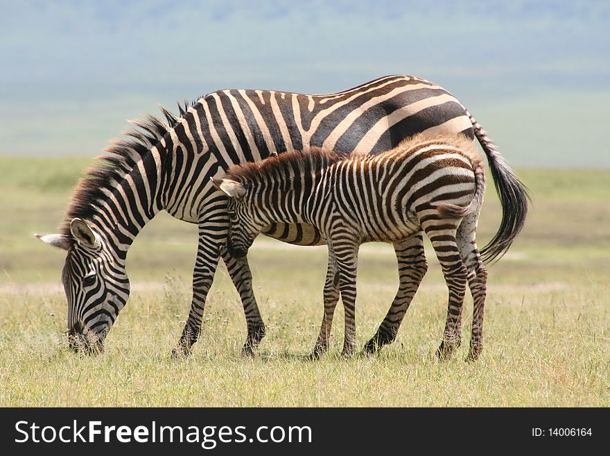 Africa Tanzania Ngorongoro crater zebra of Burchell. Africa Tanzania Ngorongoro crater zebra of Burchell