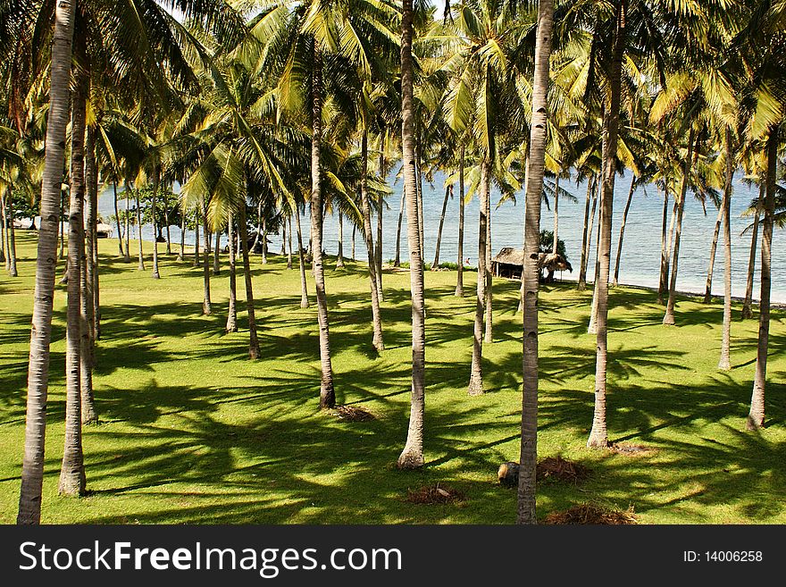 Coconut trees by the beach in Lombok, Indonesia