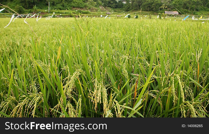 Rice field in Lombok, Indonesia