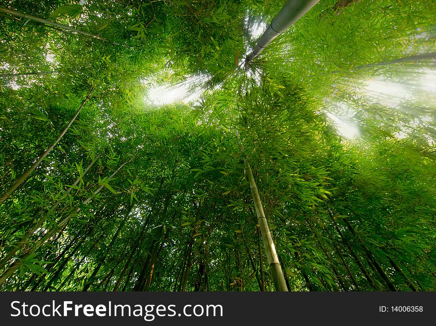 Lush Bamboo Forest