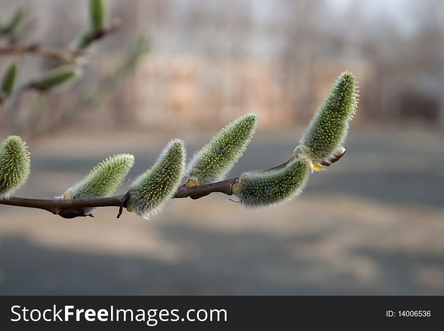 Pussy willow branch - close-up on nice background