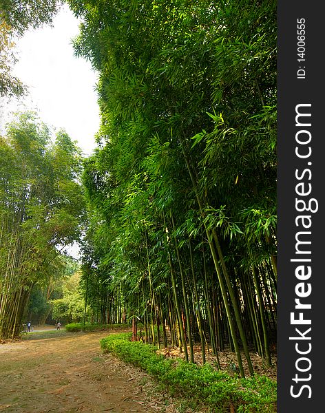 Lush green bamboo forest in spring. Lush green bamboo forest in spring