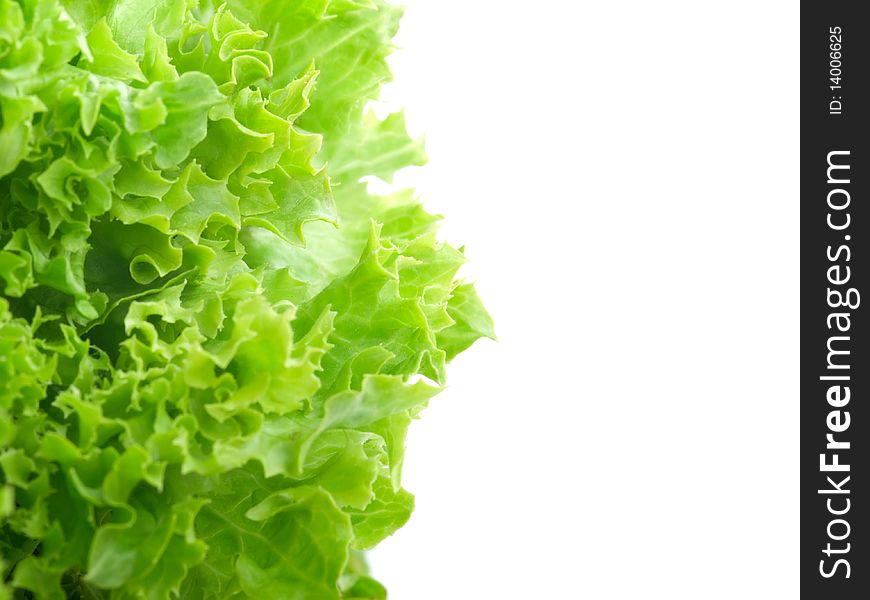 Fresh lettuce leaves isolated on white background