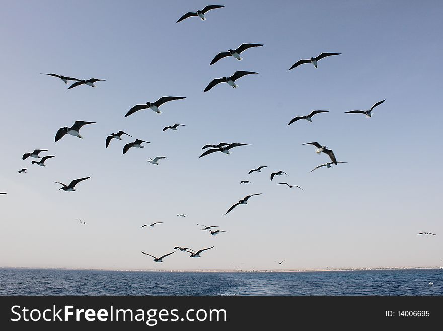 Seagulls in egypt, red sea