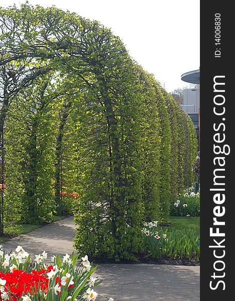 Beautiful park alley with trees  and flowerbed, Keukenhof, Netherlands. Beautiful park alley with trees  and flowerbed, Keukenhof, Netherlands