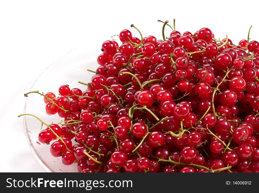 Red Currant