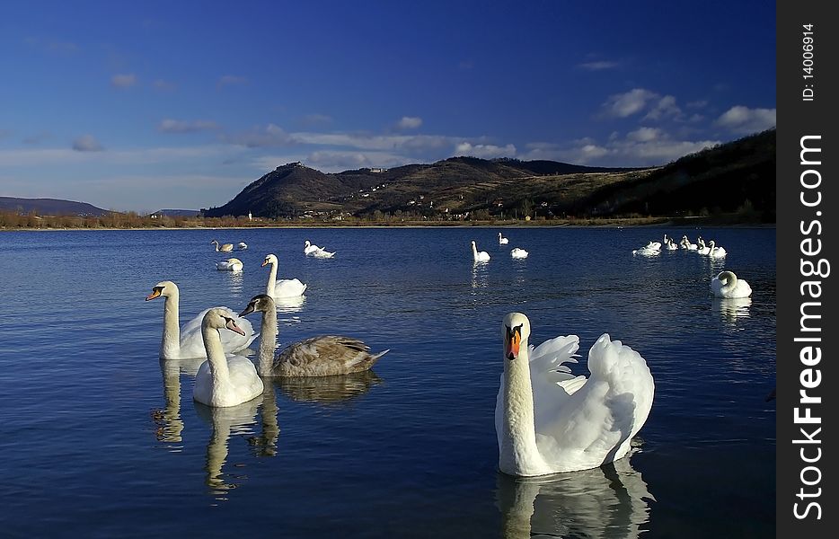 Swan bay