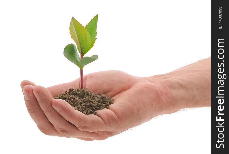 Female hand which holds a blossoming sprout. Female hand which holds a blossoming sprout