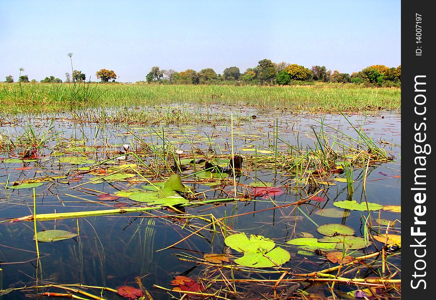 Okavango Delta in northern Botswana. Okavango Delta in northern Botswana