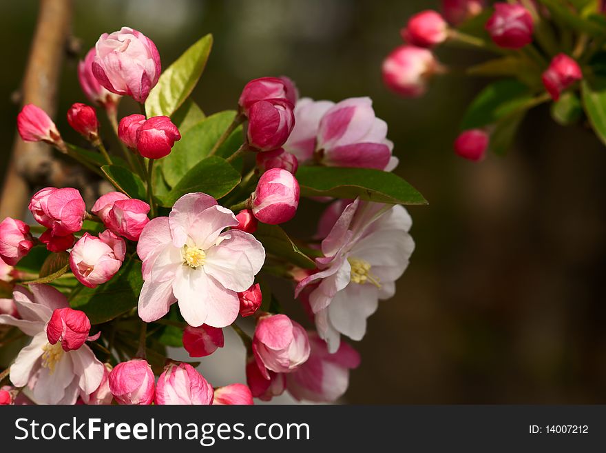 Malus micromalus is blooming in spring.