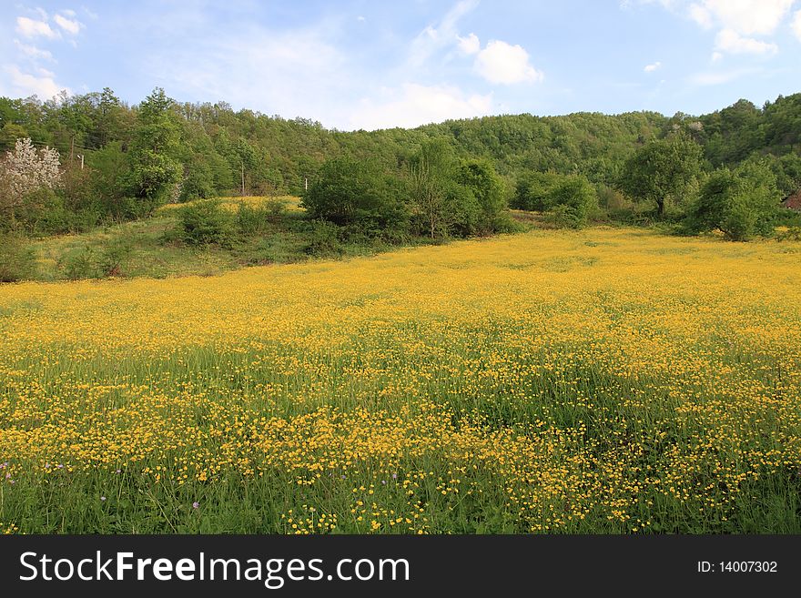 A field with yellow spring flowers. A field with yellow spring flowers