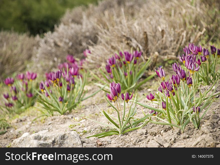 Purple flowers growing on a brown ground with bushes in the background. Purple flowers growing on a brown ground with bushes in the background