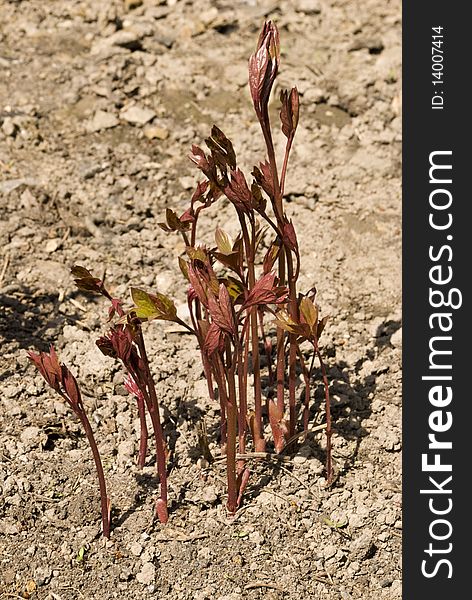 Shoots of plant burgundy peeping from under the ground in early spring. Shoots of plant burgundy peeping from under the ground in early spring