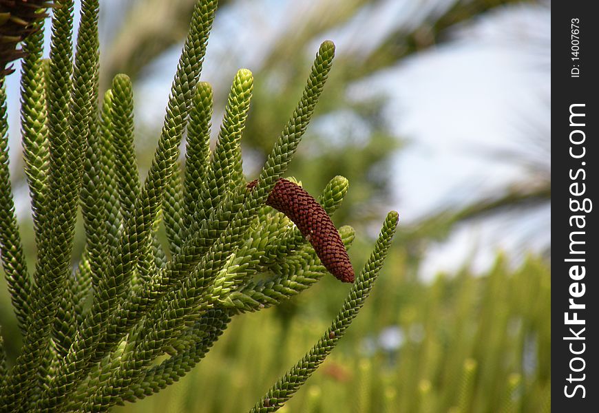 Araucaria - the type of coniferous tree with needles instead of scales