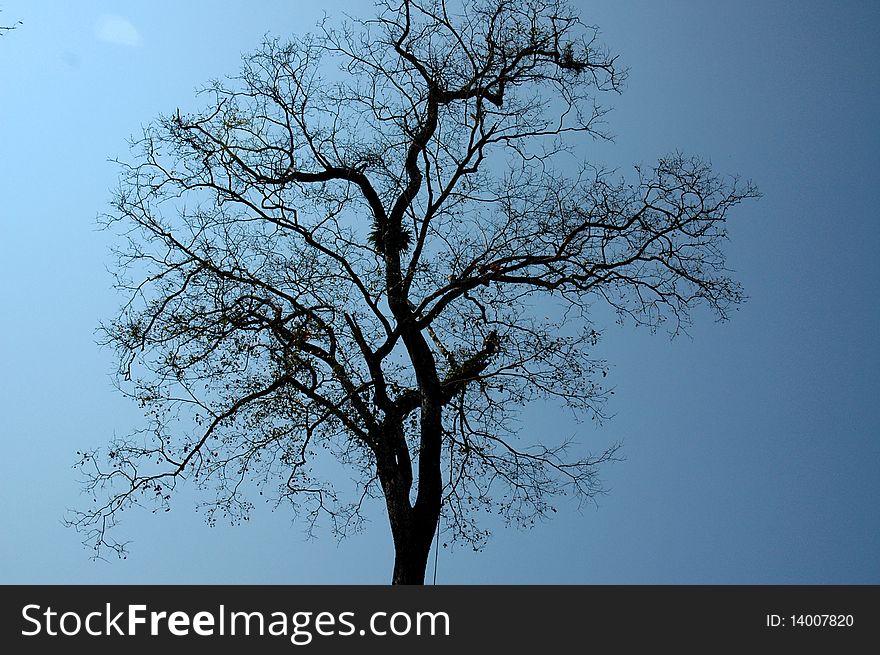 Season of deciduous trees. Remaining until the beginning and limb. Season of deciduous trees. Remaining until the beginning and limb.