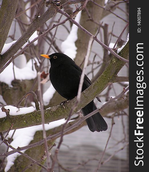 Blackbird sitting on a tree branch.