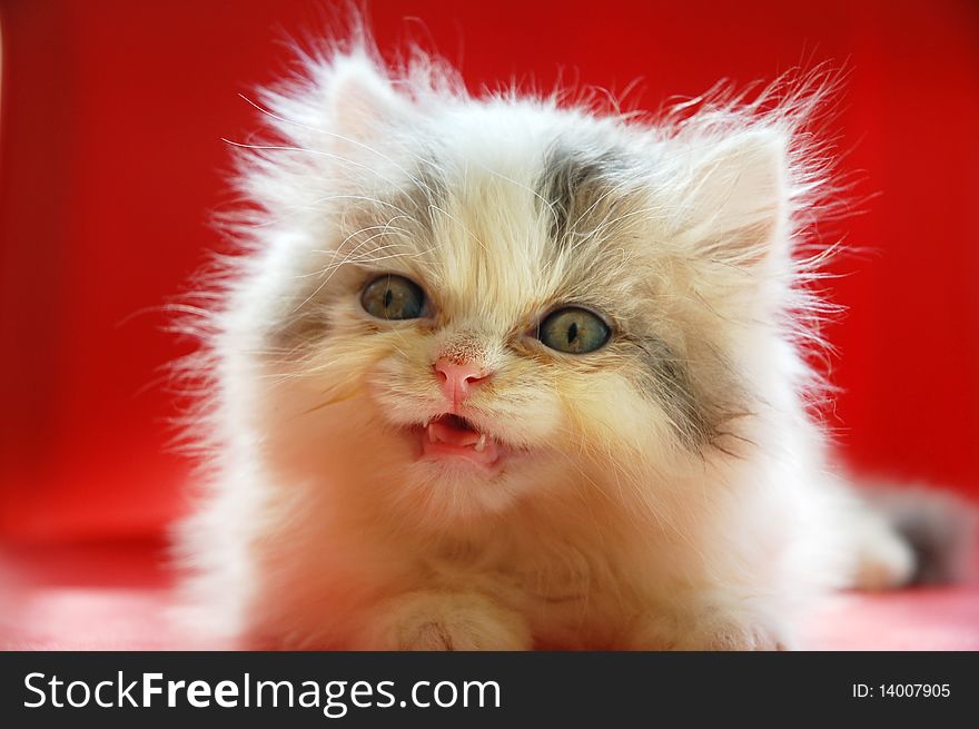 Close up of cute persian kitten